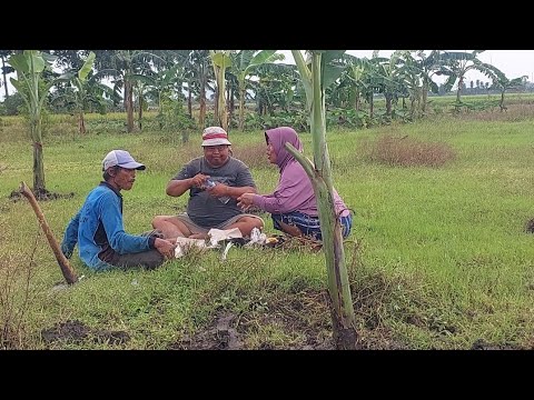 Luas Banget ya‼️Intip Proses Tanam Pohon Pisang Ditanahnya Anik XL