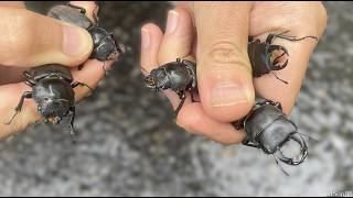 日本の高い山だけに生息する神秘のクワガタを発見する方法を紹介します【2025年カブトムシ・クワガタ採集】