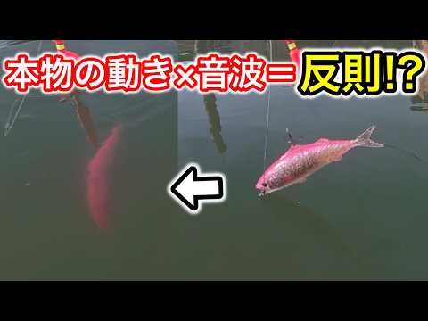 【バス釣り】水に入れるだけで本物の動き？スマートベイトは釣れるのか