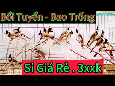 Mào Tuyển Giá Sỉ . 330k Bao Trống Bao Tật lỗi🔥🔥🔥