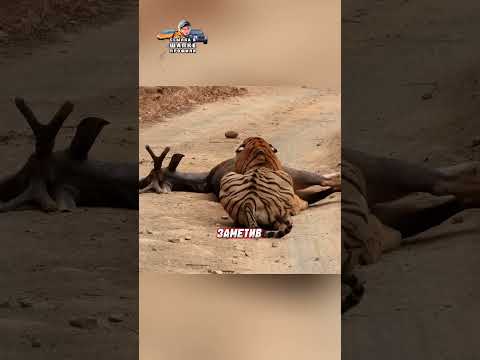 ТИГР ПРОГНАЛ ТИГРИЦУ ОТ СВОЕЙ ДОБЫЧИ😱| #tiger #animals #животные
