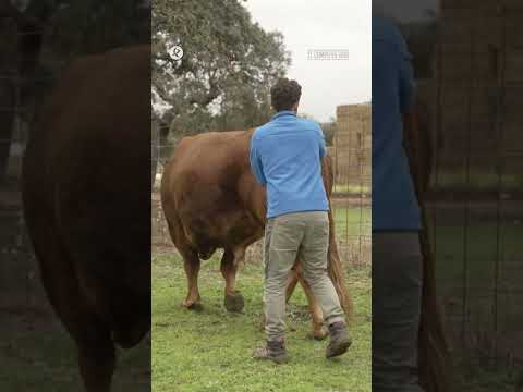 La cosa se ha puesto tensa...😅 #elcampocex