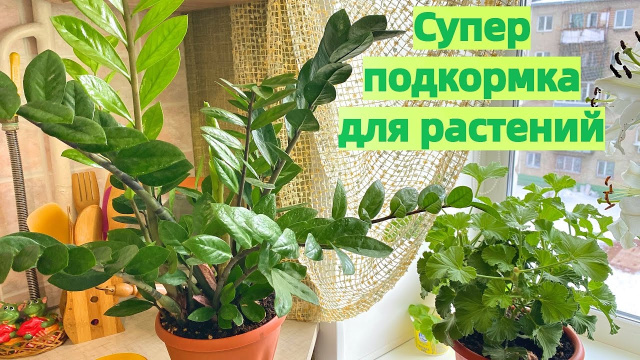 Поели сами, подкормите растения