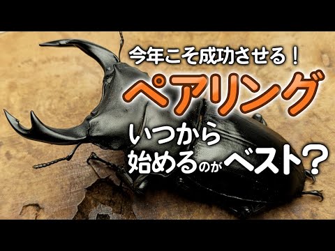 今年こそ成功させたい!オオクワガタのペアリングと産卵はいつから始めるのがベスト?