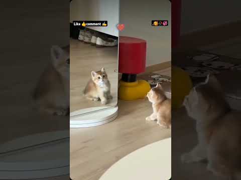 💞Do Dil Mil Rahe hai 💞#puppy🐕 #animallovers🐿️ #trending✌️ #utubeshorts🔥 #video 📸😊🐕😍💕🐿️🥀🥰
