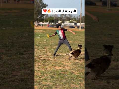 خلي شي قلب و متابعة 🙏🙏❤️❤️ #explore #love #مالينوا #malinois #اكسبلور #كلاب #تيك_توك #ضحك #live