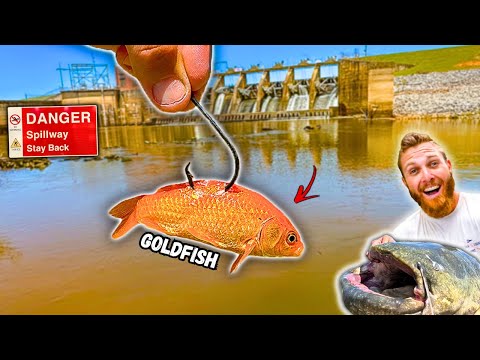 Fishing for Spillway MONSTERS w/ UNUSUAL Bait!! (HUGE Unexpected Fish)
