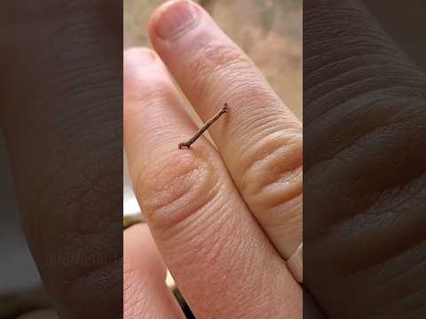 যদি এই পোকাটাকে হাতে দেখো কখনোই ভয় পাবেনা ❌ #viralvideos