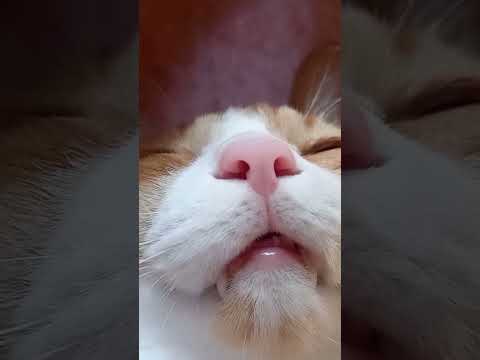 Hi all! I just wanted to introduce myself and my Bean, her real name is Sunny and she deaf!