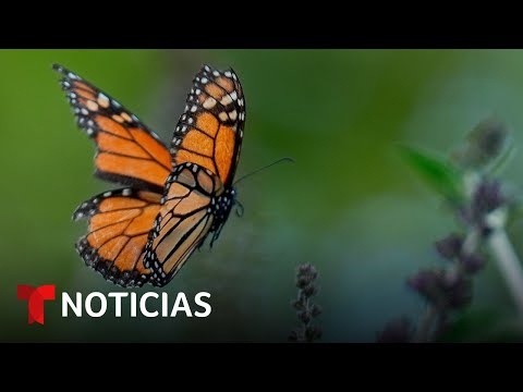 Planeta Tierra: El cambio climático amenaza a las mariposas monarca