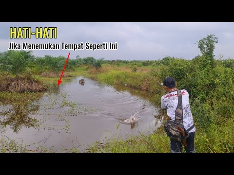 NYARIS TAK PERCAYA..! SAMBARAN IKAN² GABUS BESAR DI PARIT KANAL SAWIT
