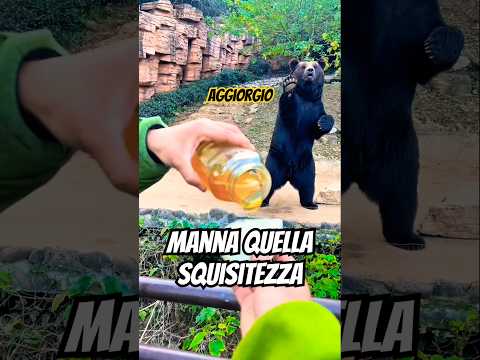 L'orso chiede il cibo allo zoo (AGGIORGIO) 🐻 #shorts