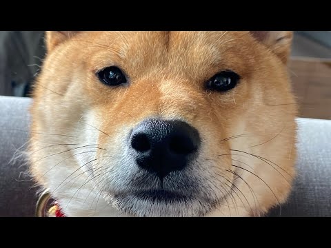 kenji's funniest moments #1 (shiba inu compilation)