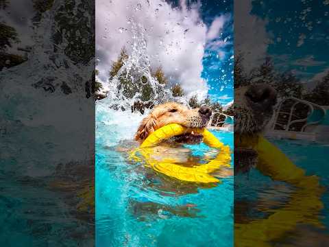 FOTOS BAJO EL AGUA DE TUS PERROS 🐶💦 #perros #goldenretriever #mascotas #fotografia #comedia