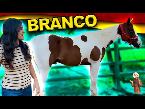 Deixando cavalo Branco