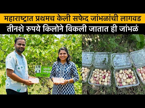 पांढरे जांभूळ शेती  | महाराष्ट्रातील पहिलीच यशस्वी लागवड | White Jambhul Farming @sanketnursery918