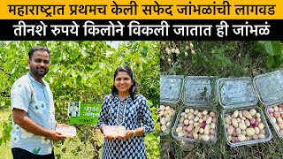 पांढरे जांभूळ शेती  | महाराष्ट्रातील पहिलीच यशस्वी लागवड | White Jambhul Farming @sanketnursery918