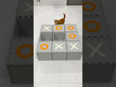 Cats play Tic-Tac-Toe game #cat #cats #shorts