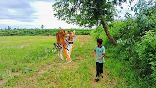 🐅 tiger attack man in the forest | tiger attack in jungle, royal bengal tiger attack | S2H