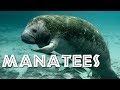 Manatees: The Gentle Giants of the Sea