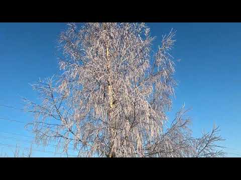 Входная зона 21 января 2026 г.