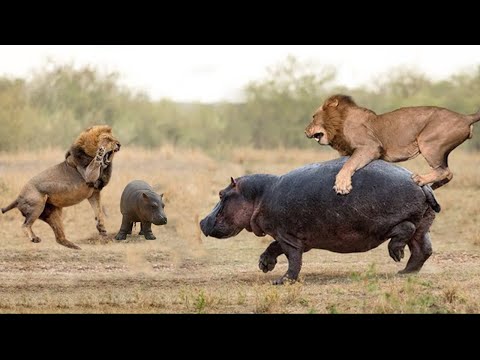 The Lion Paid a Heavy Price When it Reached The Hippo's Final Limit, Which Was its Cub