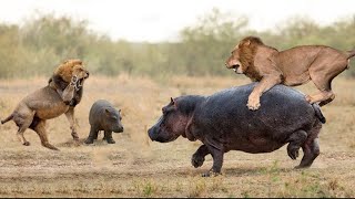 The Lion Paid a Heavy Price When it Reached The Hippo's Final Limit, Which Was its Cub