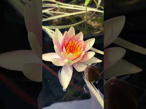 ‘COLORADO’ Hardy Waterlily 1st bloom! Learn mo 