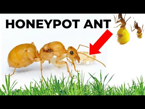 My Honeypot ANT is CRAZY. (guadalupe is back)