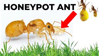 My Honeypot ANT is CRAZY. (guadalupe is back)