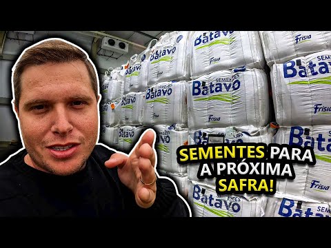 FUI BUSCAR SEMENTE DE SOJA PARA SAFRA NO PARANÁ