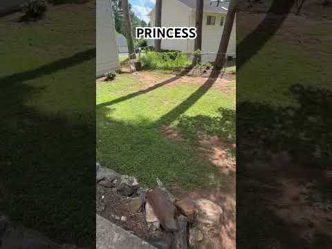 Dog #princess #dog #pets #family #boyfriend #jackrussellterrier