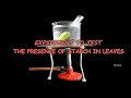 Testing Starch Presence in Leaves
