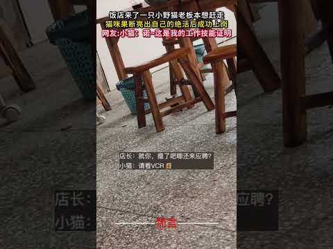 野良猫の店長が自己アピールで仕事獲得！感動の瞬間を紹介 サムネイル