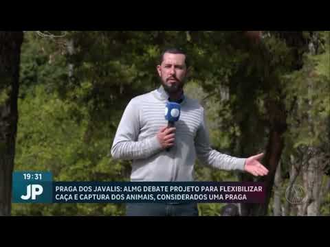 Lei da Caça de Javali em Minas Gerais