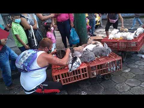 Rabbits are sold and tortured in Ecuador