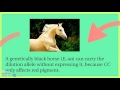 Horse Genetics and Coat Color