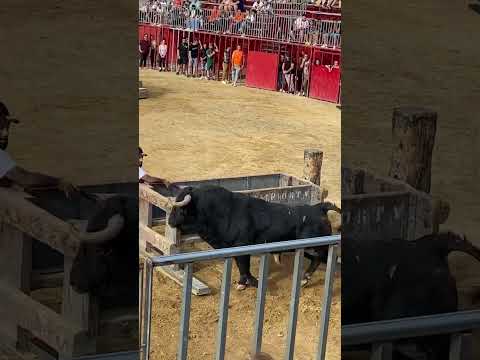 Valenciano valiente