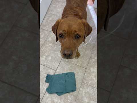 Leo is always prepared #dog #dogshorts