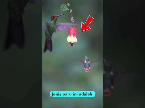 Kenapa Paruh Kolibri Beda-Beda? Jawabannya Bikin Kaget! 😲✨"