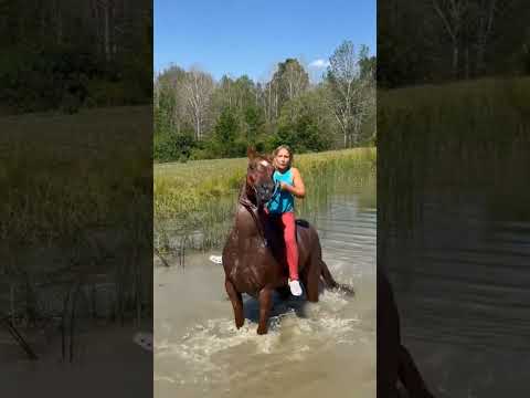 #cavalos #cavalo #pecuarista #playvaquejada #horse #marchadores #vaquejada #vaqueiro #fazenda