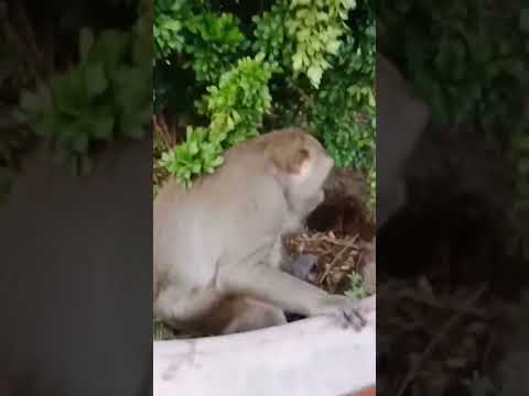 Chùa 🏯🕌 Châu Thới 💥Dĩ An.Bình Dương 🙏