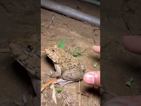 🐸🐸🐸Funny frogs Catching | Wep wep catching frogs funny | boing catch frogs make you laugh #frog​🪅🧡🧡