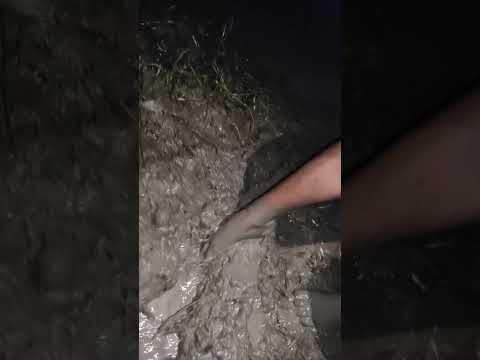 #misspanghal #trending