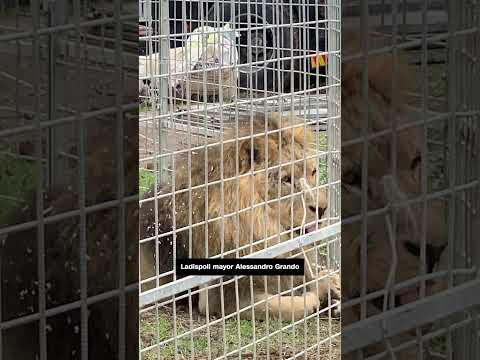 Circus lion captured after five hours on the loose near Rome