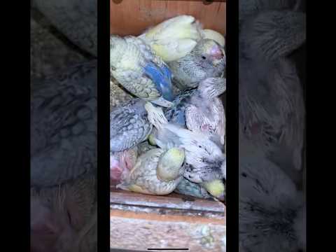 Rainbow and Spangle budgies