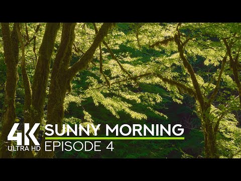 Wind in the Trees & Birds Chirping for Good Mood and Inspiration - 4K Sunny Morning in a Forest  #4