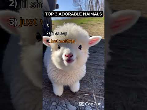 top 3 adorable animals
