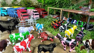Proses !!! Potong Sapi Lucu, Unta & Kerbau |Proses Melahirkan Cesar Sapi Lucu, Kambing & Unta