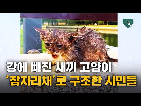 강에 빠진 길고양이 잠자리채로 건졌더니